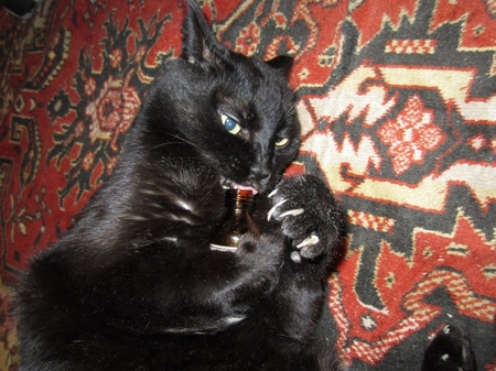 Valerian for cats: dangers facing the owner