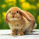 Choose a decorative rabbit Choose a decorative rabbit