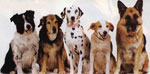 Selection of dog breed