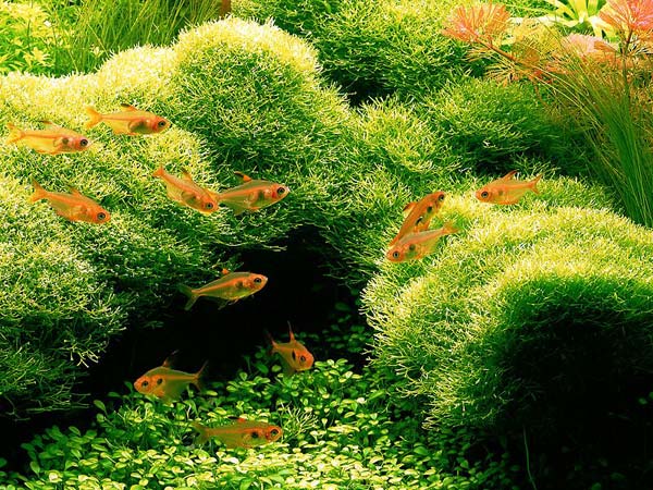 Selection of plants for the aquarium