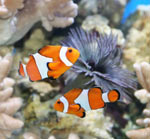 Types of aquarium fish Types of aquarium fish