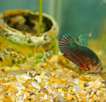 Types of aquariums Types of aquariums