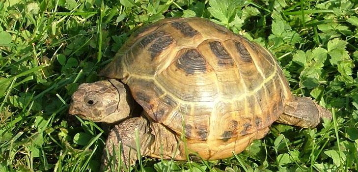 Types of turtles: what you need to remember before you start?