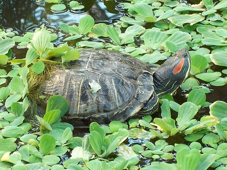 Types of turtles: what you need to remember before you start?