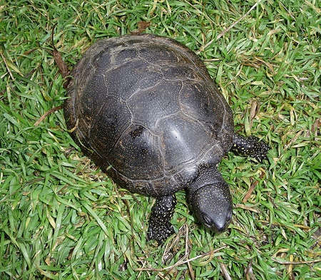 Types of turtles: what you need to remember before you start?
