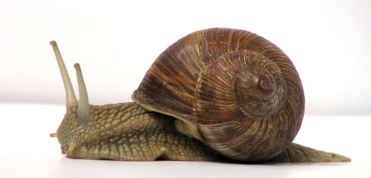 Grape snail at home: basic care recommendations