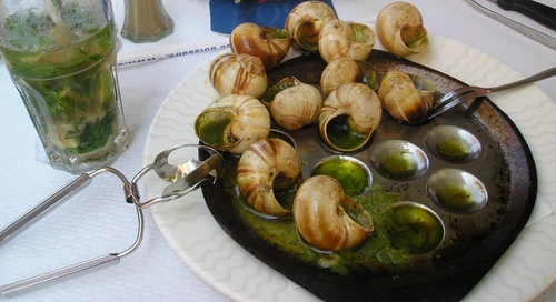 Grape snail at home: basic care recommendations