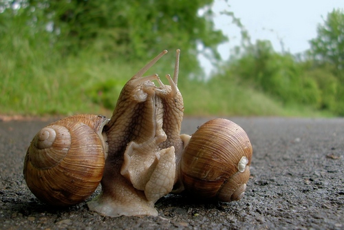 Grape snail at home: basic care recommendations