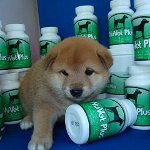 Vitamins for dogs Vitamins for dogs