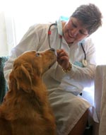 Visit to the vet Visit to the vet