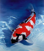 Japanese carp koi