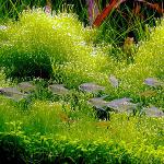 Javanese moss in your aquarium