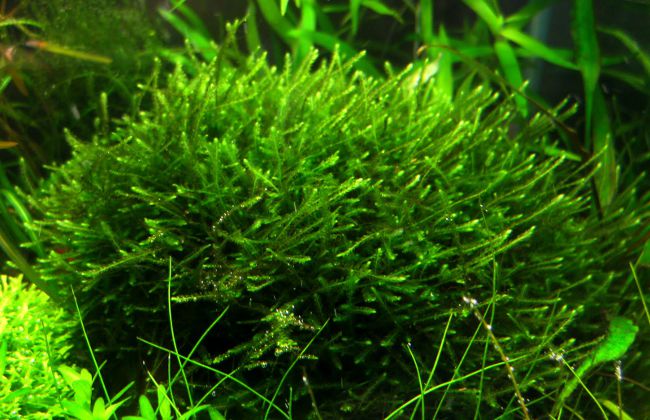 Javanese moss in your aquarium