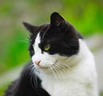 Why do cats eat grass? Why do cats eat grass?