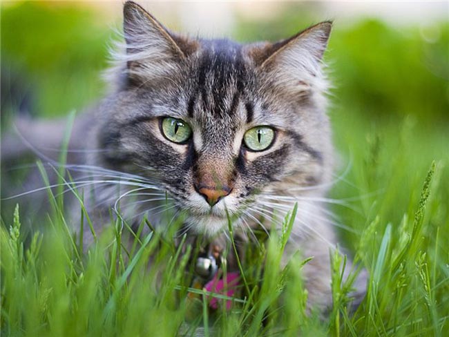 Why do cats eat grass?