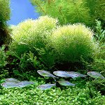 The aquarium is green. What to do? The aquarium is green. What to do?