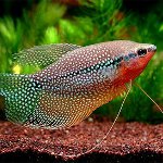 Pearl Gourami Pearl Gourami