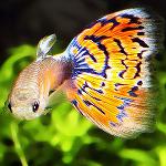 Viviparous fishes in an aquarium Viviparous fishes in an aquarium