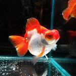 Goldfish-telescope Goldfish-telescope