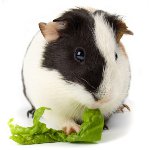 Teeth of guinea pig: main problems