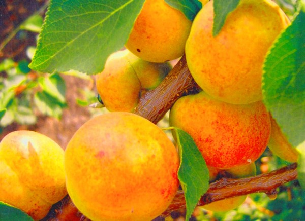 Apricot, varieties for disembarkation in the suburbs and the middle strip of Russia