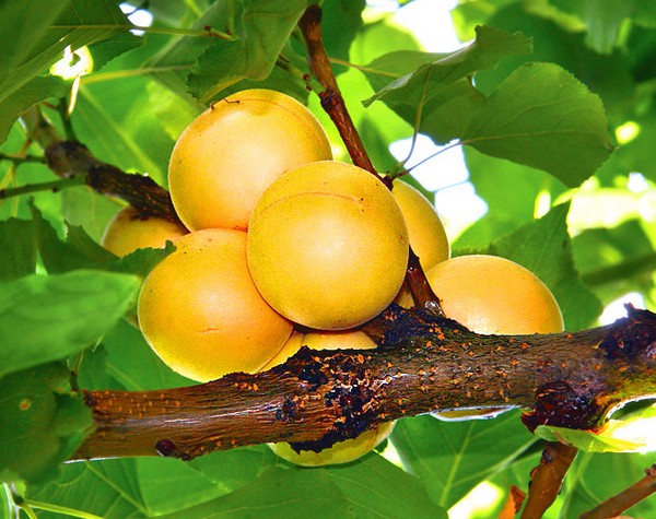 Apricot, varieties for disembarkation in the suburbs and the middle strip of Russia