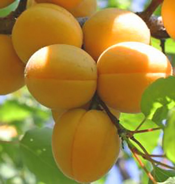 Apricot, varieties for disembarkation in the suburbs and the middle strip of Russia