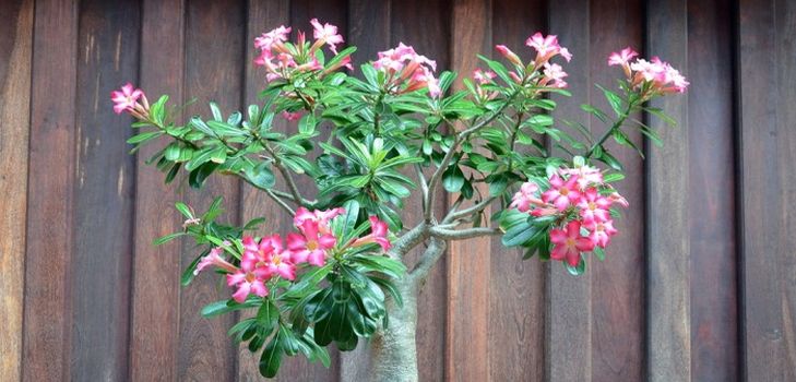 Care for adenium