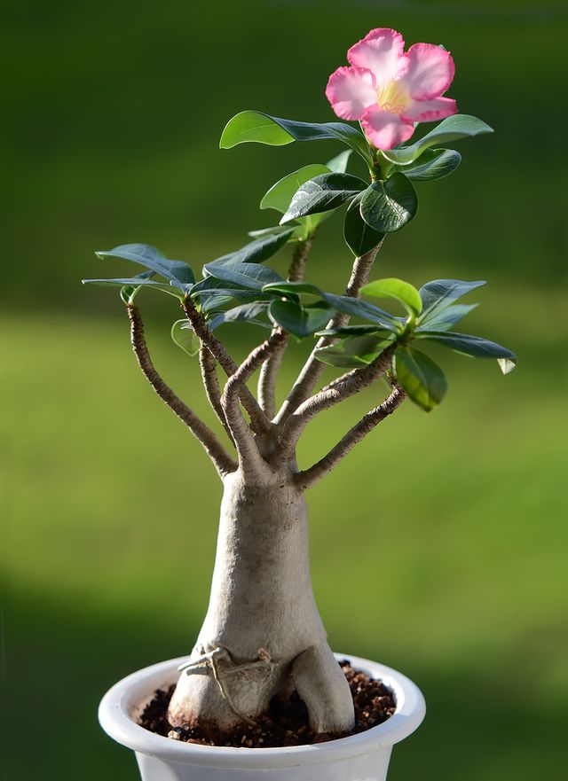 Adenium - home care (photo, video). How to properly care for a flower adenium