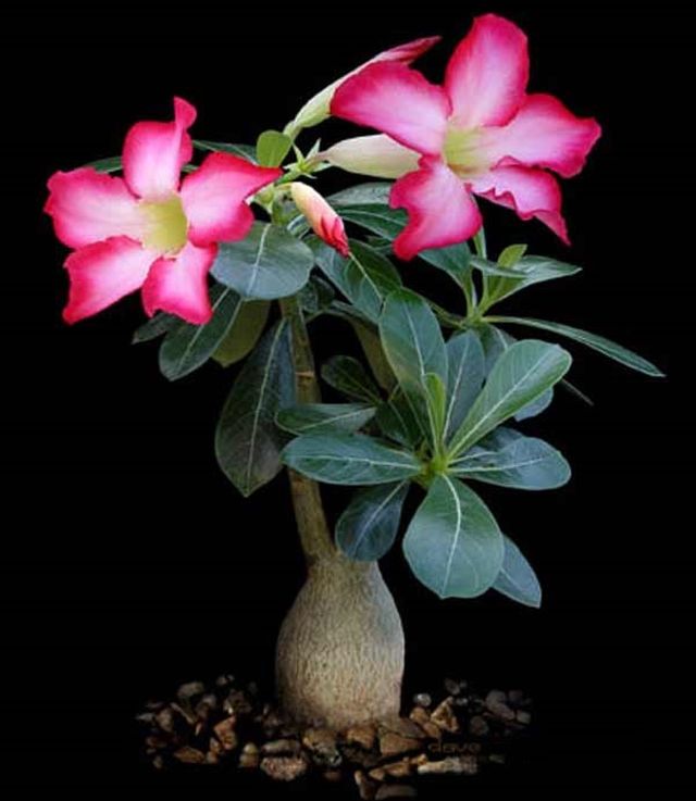 Care for adenium