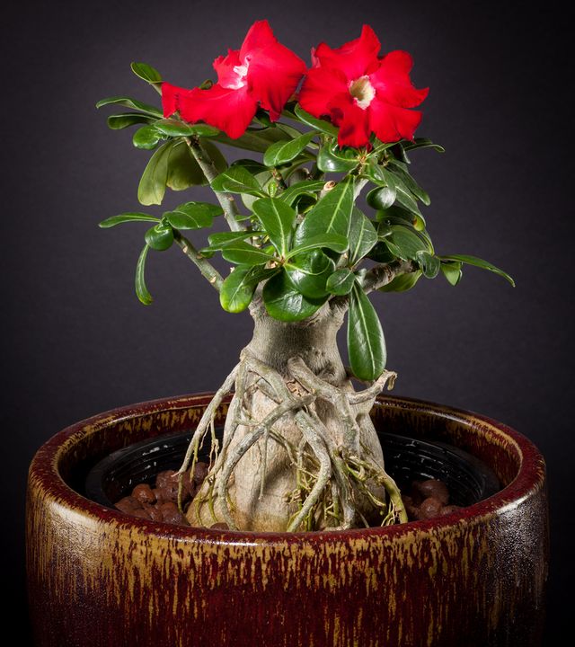 Care for adenium