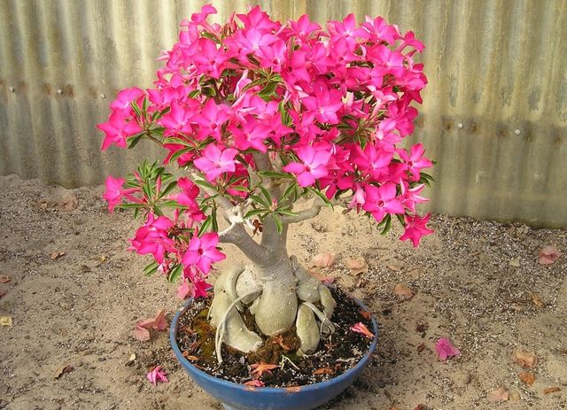 Care for adenium