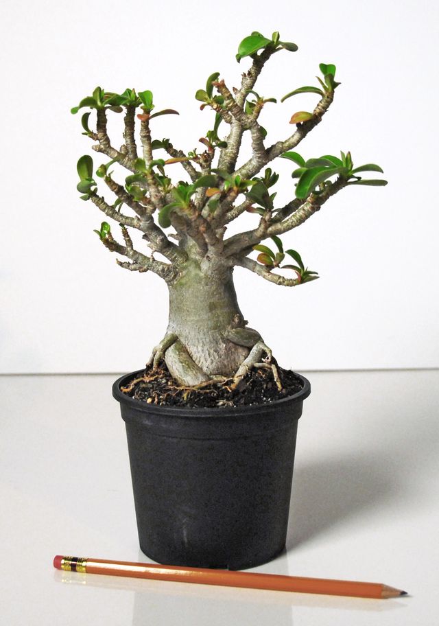 Care for adenium