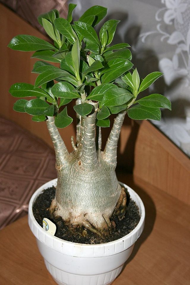 Care for adenium