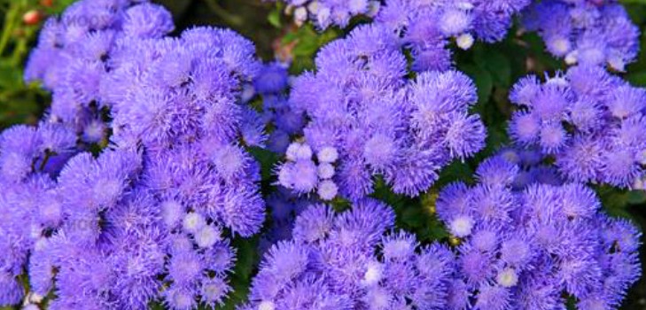 Ageratum: planting and care. Popular varieties