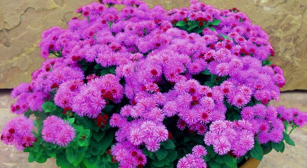 Ageratum: planting and care. Popular varieties