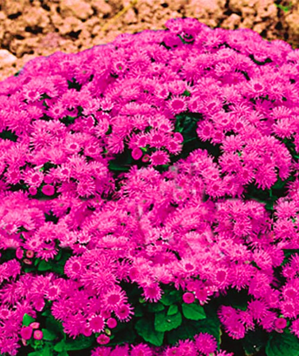 Ageratum: planting and care. Popular varieties