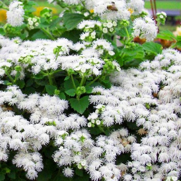 Ageratum: planting and care. Popular varieties