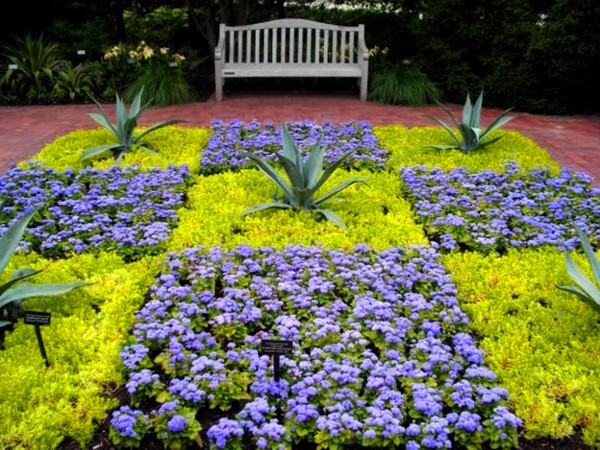 Ageratum: planting and care. Popular varieties