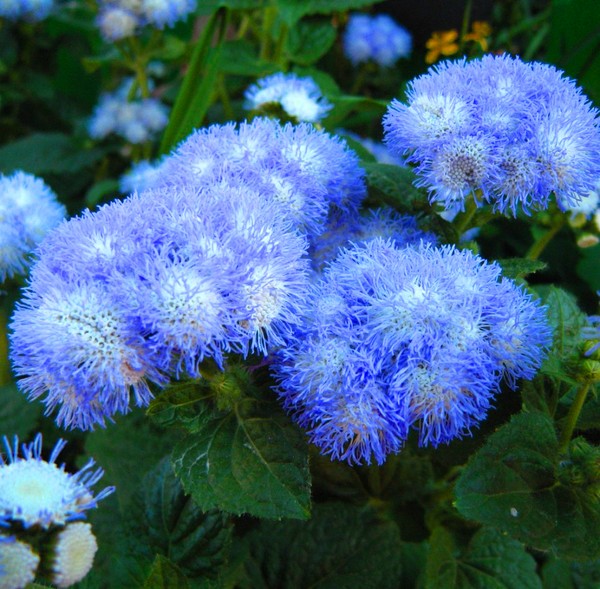 Ageratum: planting and care. Popular varieties
