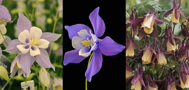 Aquilegia, or Elf Shoes