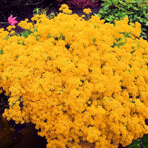 Alyssum: planting and care, photos of the best varieties