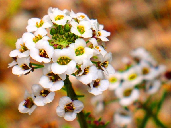 Alyssum: planting and care, photos of the best varieties