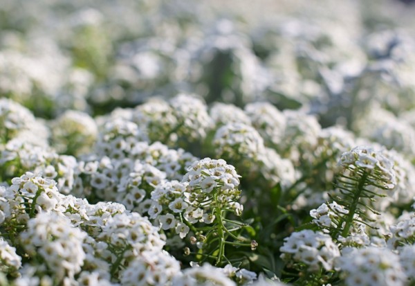 Alyssum: planting and care, photos of the best varieties