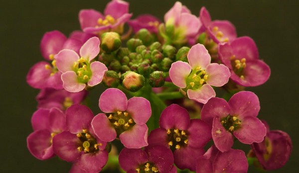 Alyssum: planting and care, photos of the best varieties