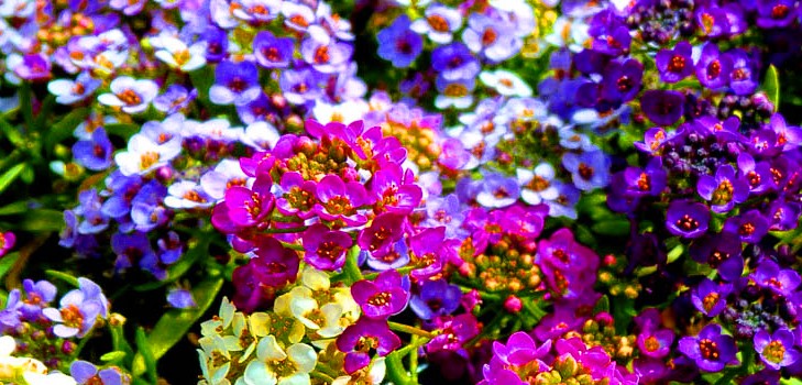 Alyssum: planting and care, photos of the best varieties