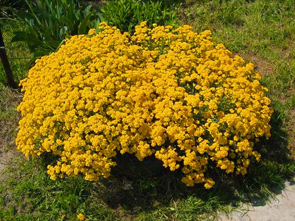 Alyssum: planting and care, photos of the best varieties