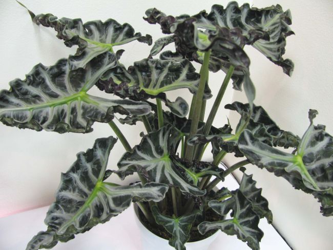 Alocasia and care for her