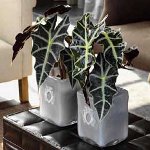 Alocasia and care for her Alocasia and care for her