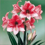 Amaryllis and hippeastrum: twin brothers